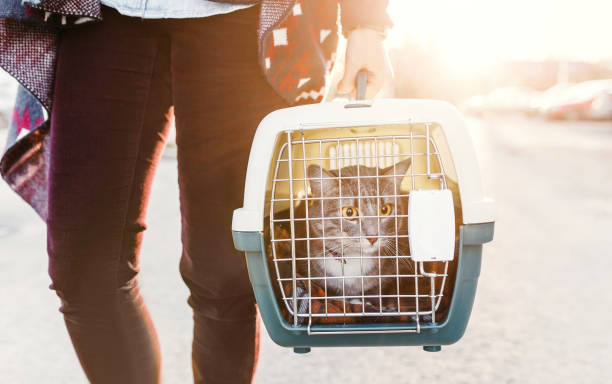 Pet shipment